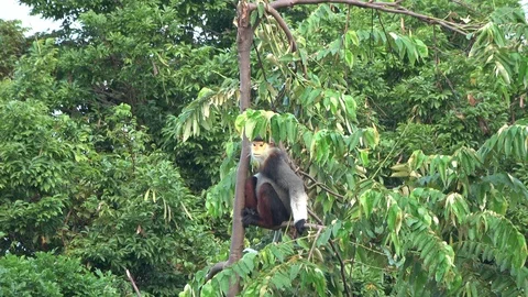 Red-shanked Douc Langur, Vietnam Stock-Footage 127326193