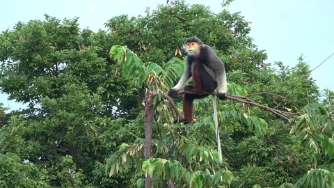 Red-shanked Douc Langur, Vietnam Stockbeeldmateriaal 127326348