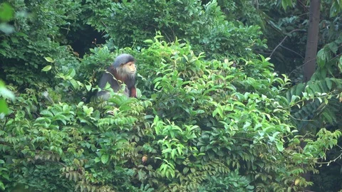 Red-shanked Douc Langur, Vietnam 库存影片 127326472