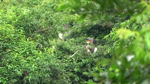 Red-shanked Douc Langur, Vietnam 動画素材 128293045