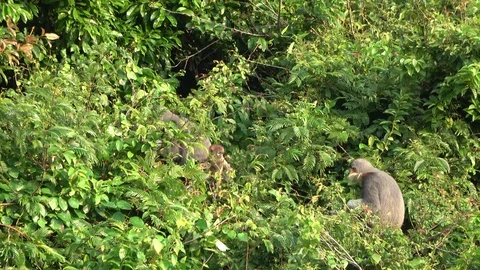 Red-shanked Douc Langur, Vietnam Stock Footage 128294635