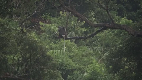 Red-shanked Douc Langur, Vietnam Видео 128326344
