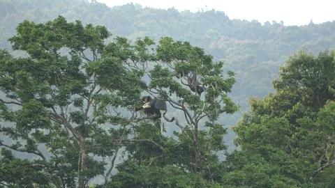Red-shanked Douc Langur, Vietnam 動画素材 128328892