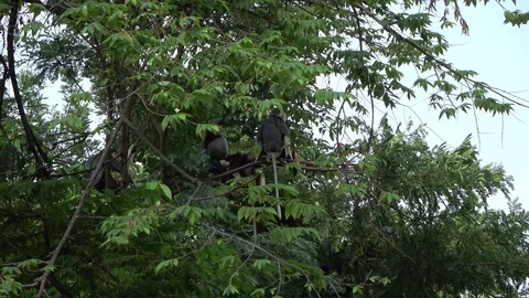 Red-shanked Douc Langur, Vietnam 動画素材 128330802