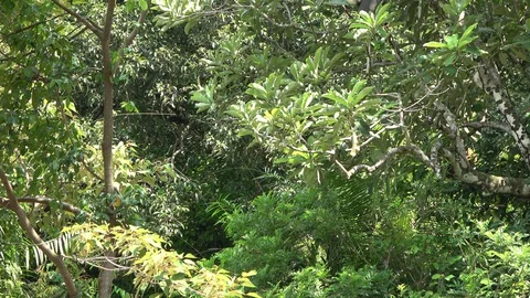 Red-shanked Douc Langur, Vietnam 動画素材 128331273