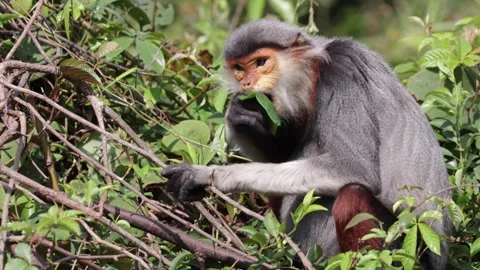 Red-Shanked Douc Langur walk and feed portrait Stock Footage 301447721
