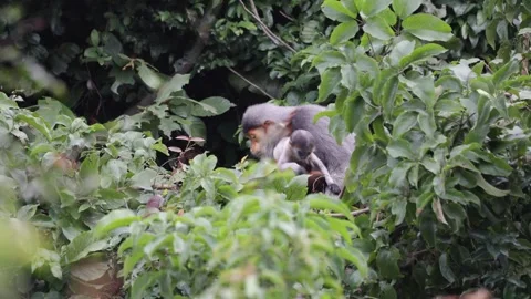 Red Shanked Douc Langur young baby climb around in tree and female eat Video stock 302708125