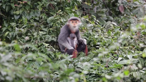 Red Shanked Douc Langur young baby on female stomach who move away Stock Footage 302708138