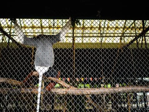 Red-shanked douc monkey Back,,Pygathrix nemaeus monkey. Stock Photos