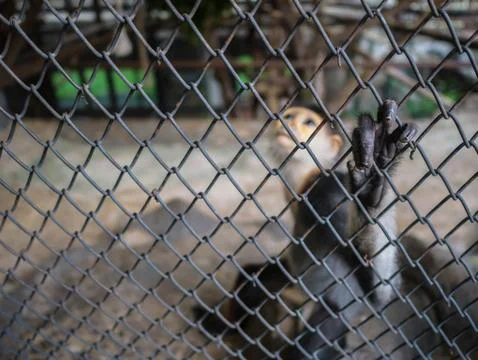 Red-shanked douc monkey Hold the cage and Look sad,Look up monkey,Pygathrix n Stock Photos