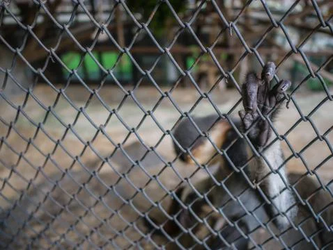 Red-shanked douc monkey Hold the cage and Look sad. Foto stock
