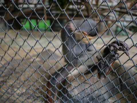 Red-shanked douc monkey Look sad,Pygathrix nemaeus monkey behind the cage. Stock Photos