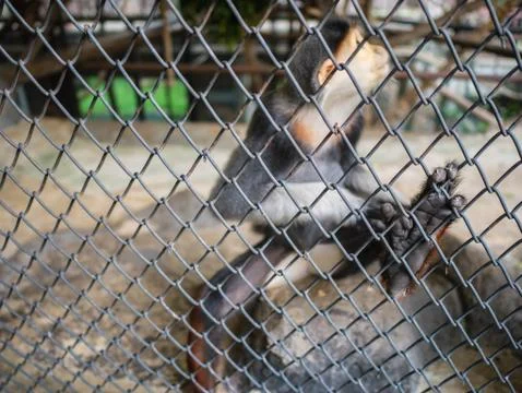 Red-shanked douc monkey Look sad,Look up monkey,Pygathrix nemaeus monkey behi Stock Photos