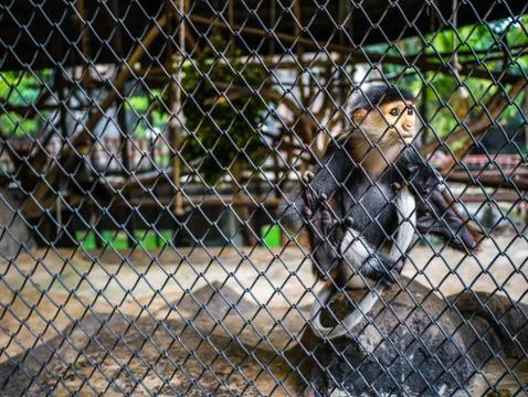 Red-shanked douc monkey ,Pygathrix nemaeus monkey behind the cage. Stock Photos