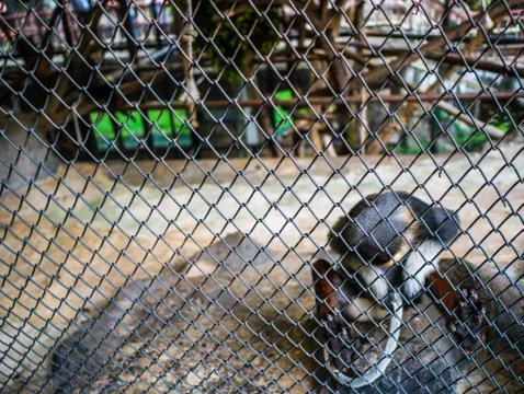 Red-shanked douc monkey Scratch Its tail in the area of Red-shanked douc monk Foto stock