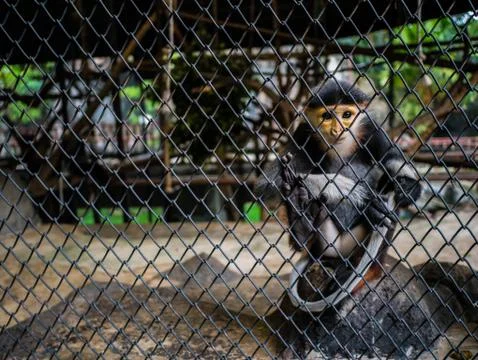 Red-shanked douc monkey,Pygathrix nemaeus monkey behind the cage. Foto stock