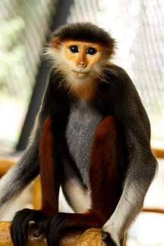 Red-shanked douc Stock Photos