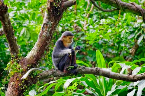 Red-shanked Douc Stock Photos