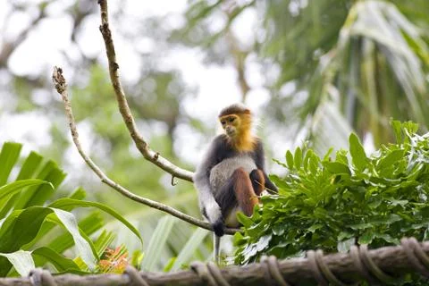 Red-shanked Douc Stock Photos