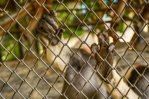 Red-shanked douc (Pygathrix nemaeus) holding the bars of the cage at the zoo Stock Photos