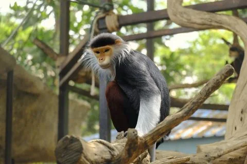 Red-shanked douc on the tree Stock Photos