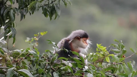 Red Shanked Doug Langur in tree chew on green leaves closeup Stock Footage 302708162