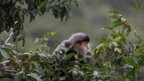 Red Shanked Doug Langur in tree eating green leaves closeup Stock Footage 302708176