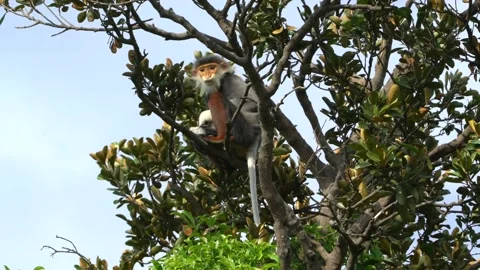 Red Shanked Duoc, Rare Monkey in Vietnam, Lazy and Lounging in a Tree Vídeo Stock 134581587