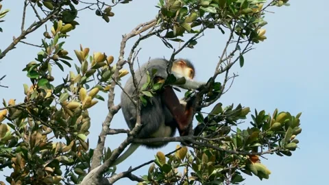 Red Shanked Duoc, Rare Monkey in Vietnam Vídeo Stock 134581634