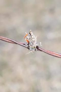 Red-shanked Grasshopper (Xanthippus corallipes) Impaled on Barbed Wire Stock Photos