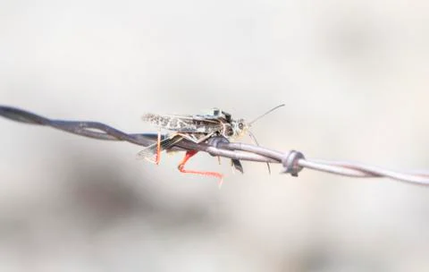 Red-shanked Grasshopper (Xanthippus corallipes) Impaled on Barbed Wire Stock Photos