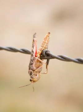 Red-shanked Grasshopper (Xanthippus corallipes) Impaled on Barbed Wire Stock Photos