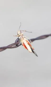 Red-shanked Grasshopper (Xanthippus corallipes) Impaled on Barbed Wire Stock Photos