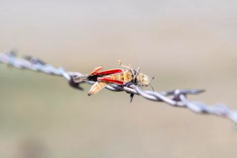Red-shanked Grasshopper (Xanthippus corallipes) Impaled on Barbed Wire  Stock Photos