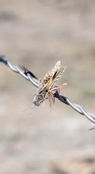 Red-shanked Grasshopper (Xanthippus corallipes) Impaled on Barbed Wire  Stock Photos