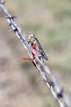 Red-shanked Grasshopper (Xanthippus corallipes) Impaled on Barbed Wire Stock Photos
