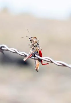 Red-shanked Grasshopper (Xanthippus corallipes) Impaled on Barbed Wire  Stock Photos