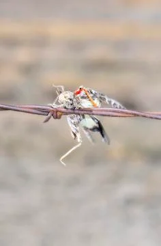Red-shanked Grasshopper (Xanthippus corallipes) Impaled on Barbed Wire  Stock Photos