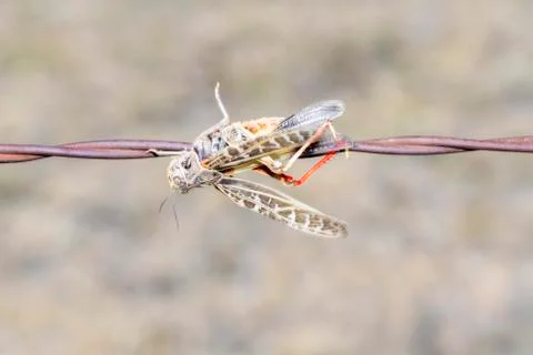 Red-shanked Grasshopper (Xanthippus corallipes) Impaled on Barbed Wire Stock Photos