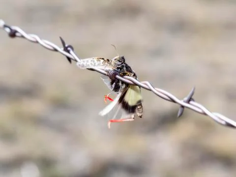 Red-shanked Grasshopper (Xanthippus corallipes) Impaled on Barbed Wire  Stock Photos