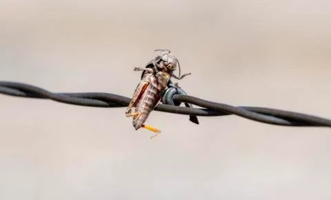 Red-shanked Grasshopper (Xanthippus corallipes) Impaled on Barbed Wire  Stock Photos