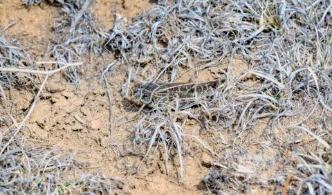 Red-shanked Grasshopper (Xanthippus corallipes) Perched on the Ground on Dirt Stock Photos