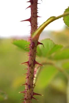 Red sharp thorns of the rose flower closeup at garden Stock Photos