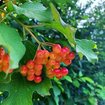 Red sheep Stock Photos