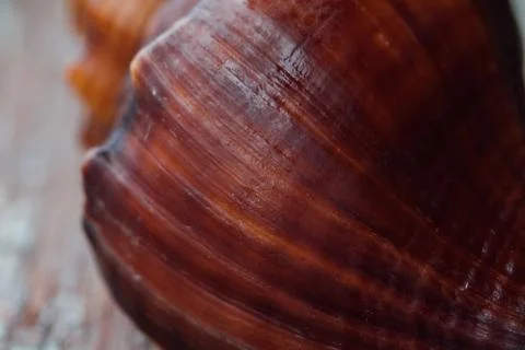 Red Shell in an old fence. Macro Stock Photos