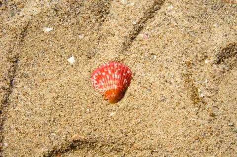 Red Shell Stock Photos