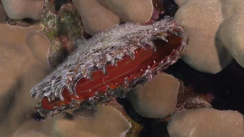 Red Shell super close up on coral reef in the Red Sea Video stock 254408752