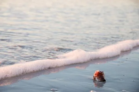 Red shell washed away by a wave on the beach Stock Photos