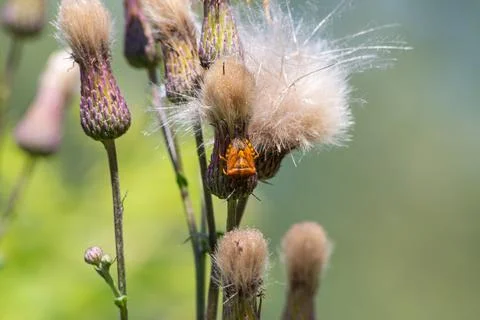 Red shield bug Carpocoris pudicus sits on a thistle flower cluster blending w Stock Photos