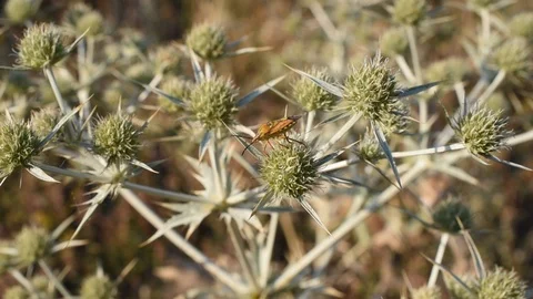 Red shield bug Stock Footage 113544482